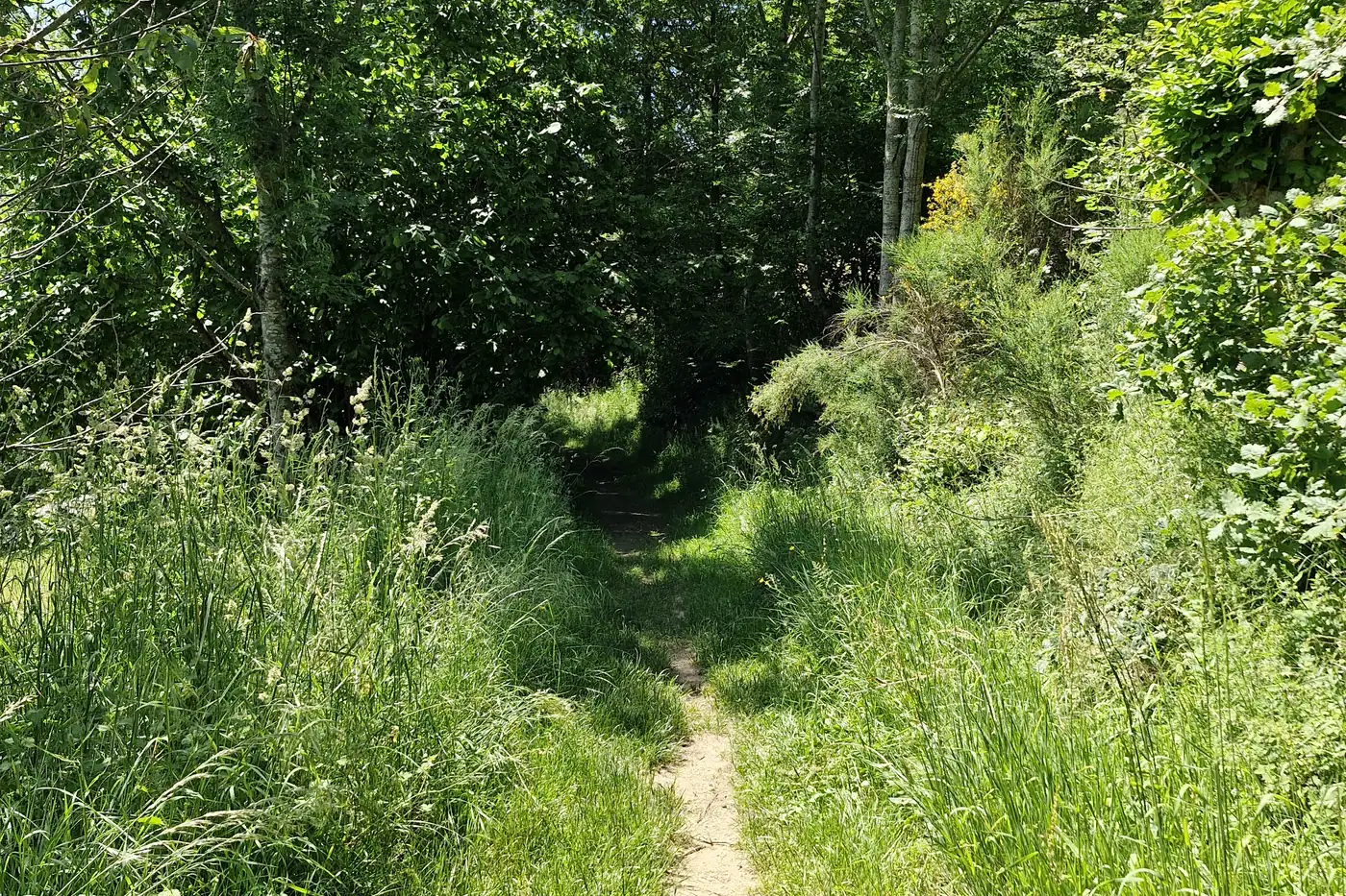 Sentier étroit s’enfonçant entre les herbes hautes et les arbres, au printemps.