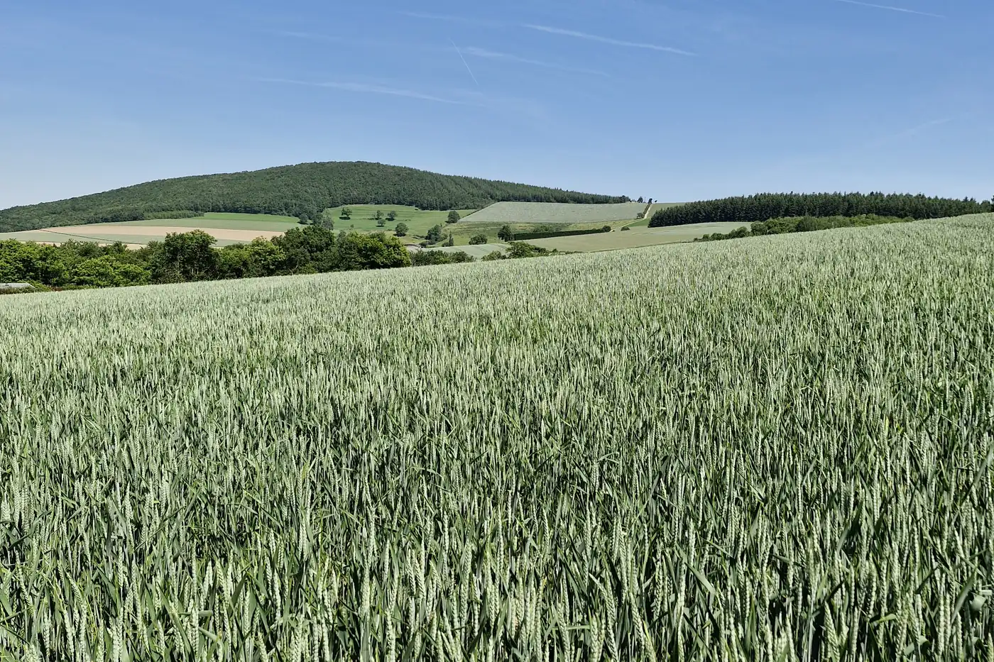 Champ de céréales vertes montant vers une colline boisée, au printemps.